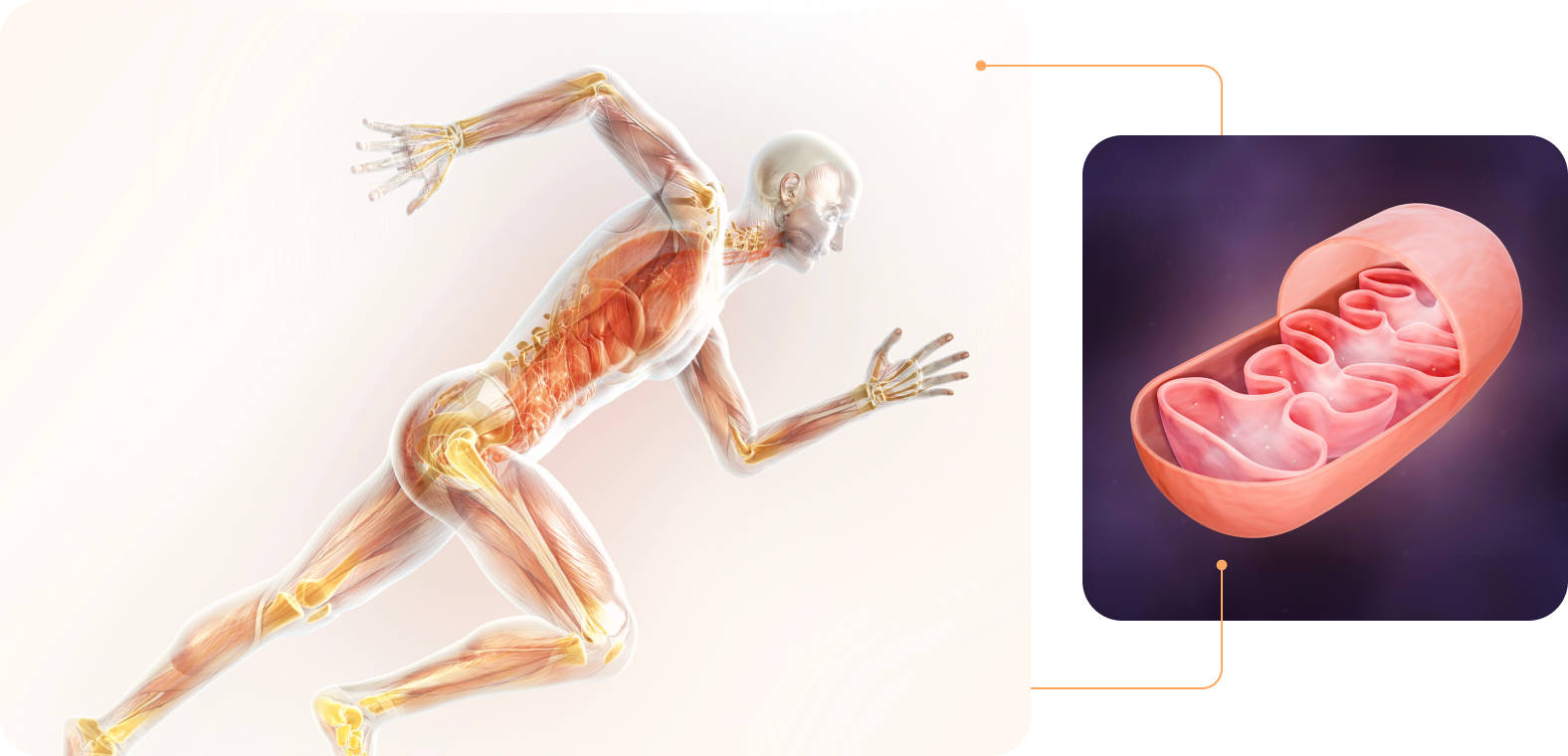 hero-projekty-mitochondrie